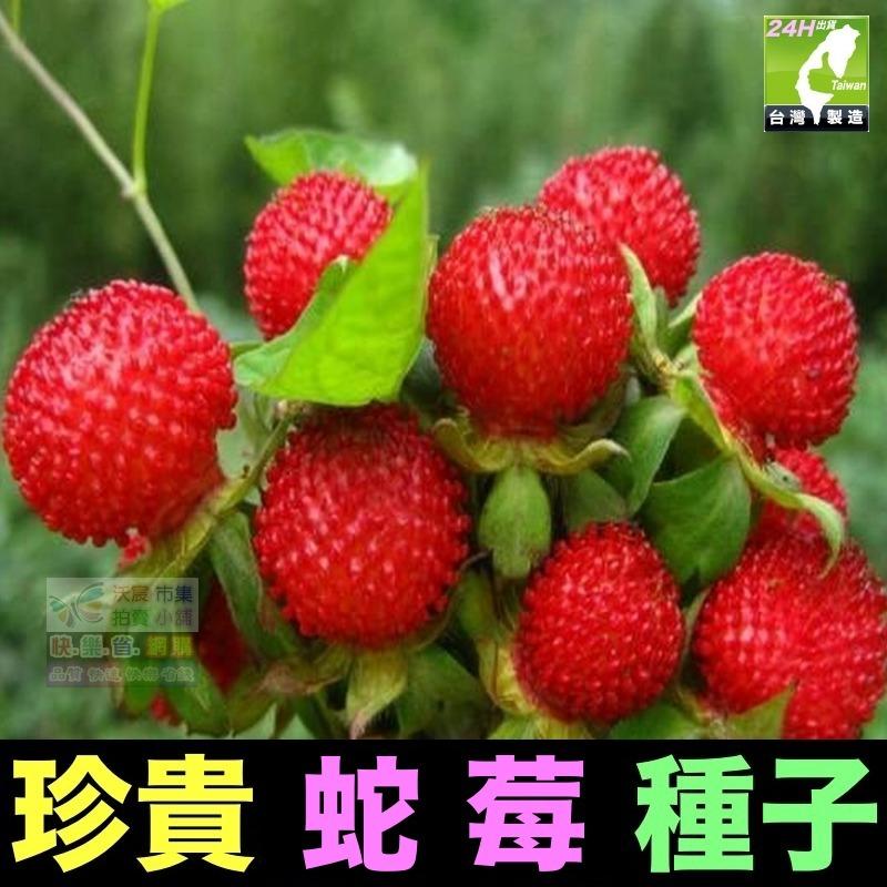 🍁㊣珍貴植物種子 黑枸杞 孜然 紅樹莓 黃樹莓 黑樹莓 覆盆子 蛇莓 生眉草 烏斯瑪草 雞冠花 絞股藍 五葉蔘 七葉膽-細節圖7
