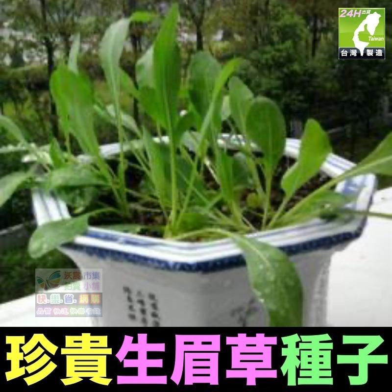 🍁㊣珍貴植物種子 黑枸杞 孜然 紅樹莓 黃樹莓 黑樹莓 覆盆子 蛇莓 生眉草 烏斯瑪草 雞冠花 絞股藍 五葉蔘 七葉膽-細節圖8