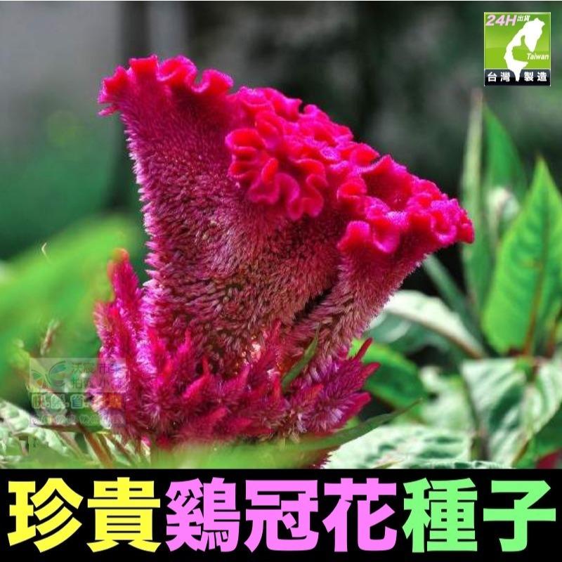 🍁㊣珍貴植物種子 黑枸杞 孜然 紅樹莓 黃樹莓 黑樹莓 覆盆子 蛇莓 生眉草 烏斯瑪草 雞冠花 絞股藍 五葉蔘 七葉膽-細節圖9