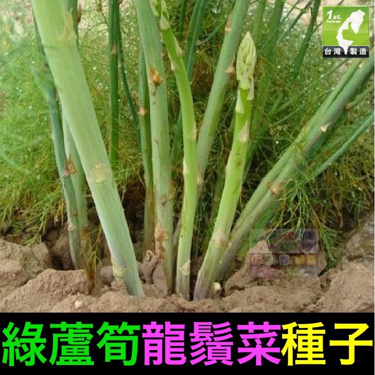 ㊣【我會發芽】綠蘆筍種子 龍鬚菜 石刁柏 柔嫩可口 易栽好活 陽台盆栽 (約20粒/包) 20元-細節圖2
