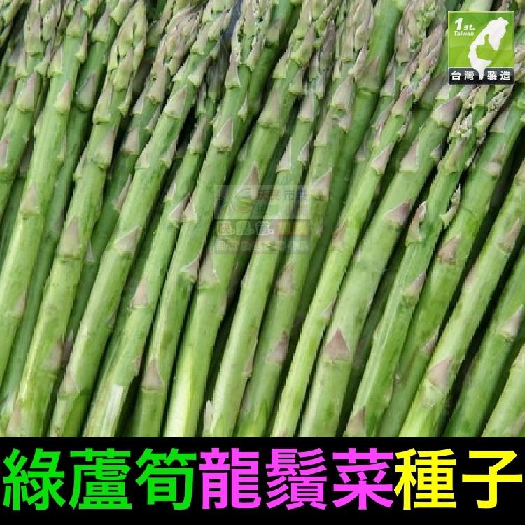 ㊣【我會發芽】綠蘆筍種子 龍鬚菜 石刁柏 柔嫩可口 易栽好活 陽台盆栽 (約20粒/包) 20元-細節圖3