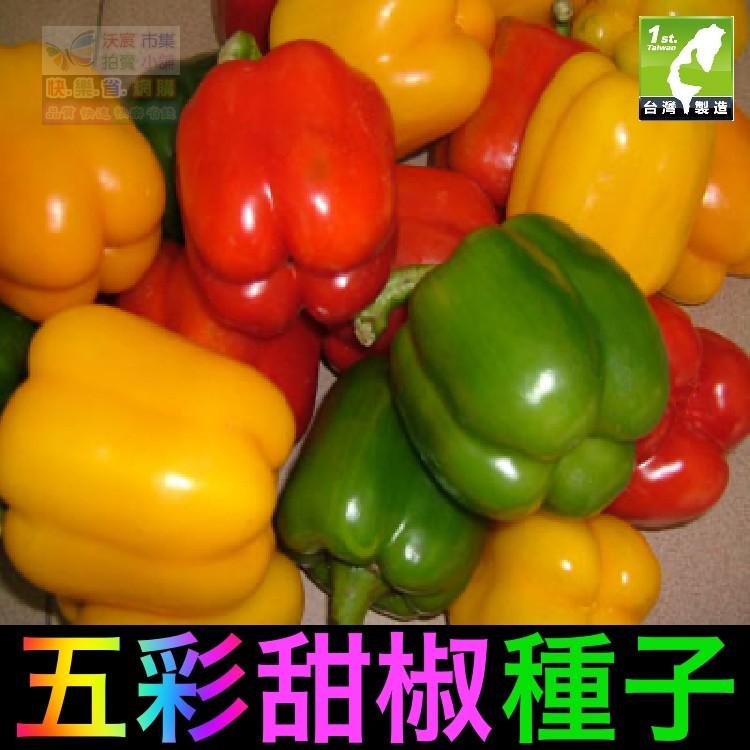 ㊣【我會發芽】五彩甜椒種子 辣椒 燈籠椒 果大美觀 富含花青素 可盆栽 易栽好活(約20~25粒/包)35元-細節圖2