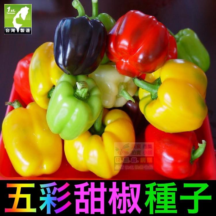 ㊣【我會發芽】五彩甜椒種子 辣椒 燈籠椒 果大美觀 富含花青素 可盆栽 易栽好活(約20~25粒/包)35元-細節圖3