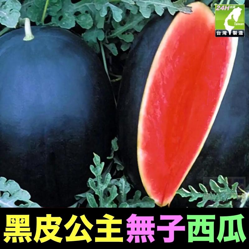 🍉 【我想發芽】水果 黑皮王子 黑皮公主 無子西瓜 種子 無籽 日本引進 抗病性極強 可盆栽 甜度15.5度-細節圖2