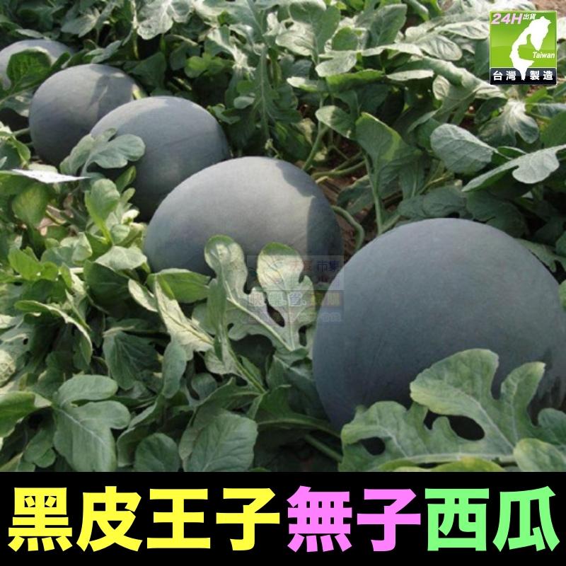 🍉 【我想發芽】水果 黑皮王子 黑皮公主 無子西瓜 種子 無籽 日本引進 抗病性極強 可盆栽 甜度15.5度-細節圖4