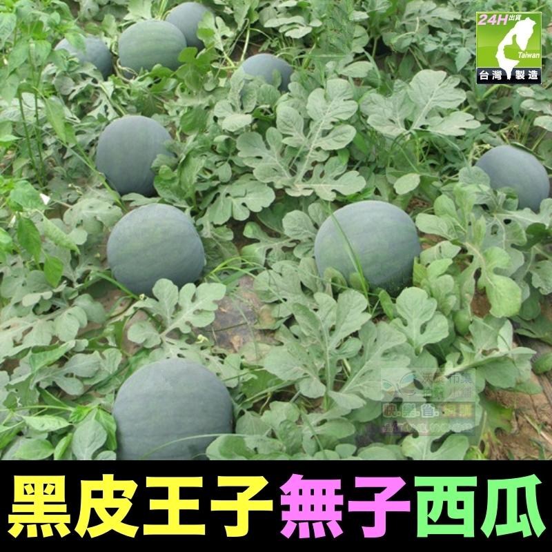 🍉 【我想發芽】水果 黑皮王子 黑皮公主 無子西瓜 種子 無籽 日本引進 抗病性極強 可盆栽 甜度15.5度-細節圖5