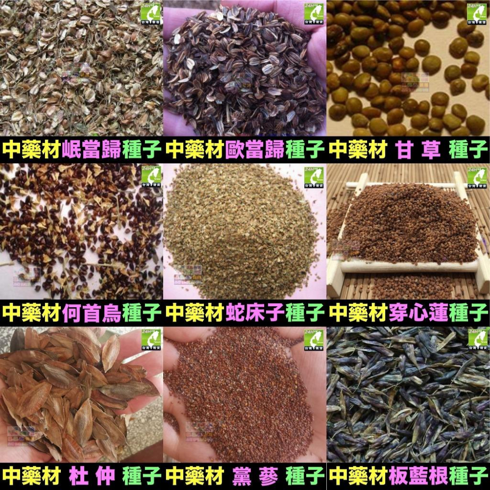 🍁㊣中藥種子 當歸 岷當歸 歐當歸 甘草 何首烏 蛇床子 穿心蓮 杜仲 黨蔘 板藍根 中藥材植物種子 可盆栽-細節圖2