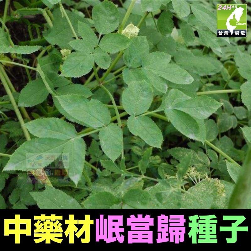 🍁㊣中藥種子 當歸 岷當歸 歐當歸 甘草 何首烏 蛇床子 穿心蓮 杜仲 黨蔘 板藍根 中藥材植物種子 可盆栽-細節圖3