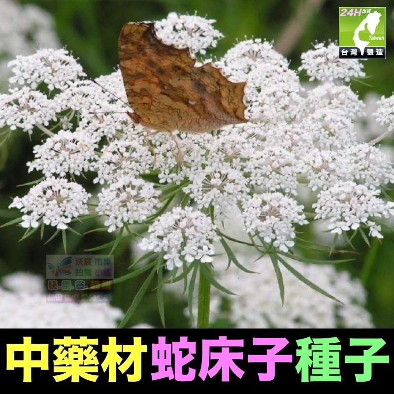 🍁㊣中藥種子 當歸 岷當歸 歐當歸 甘草 何首烏 蛇床子 穿心蓮 杜仲 黨蔘 板藍根 中藥材植物種子 可盆栽-細節圖6