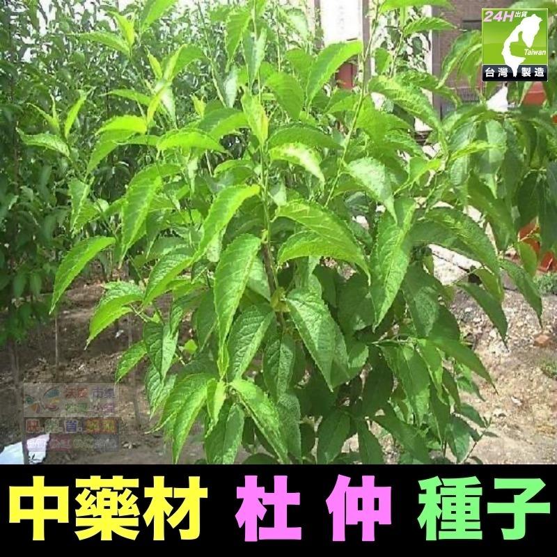 🍁㊣中藥種子 當歸 岷當歸 歐當歸 甘草 何首烏 蛇床子 穿心蓮 杜仲 黨蔘 板藍根 中藥材植物種子 可盆栽-細節圖8