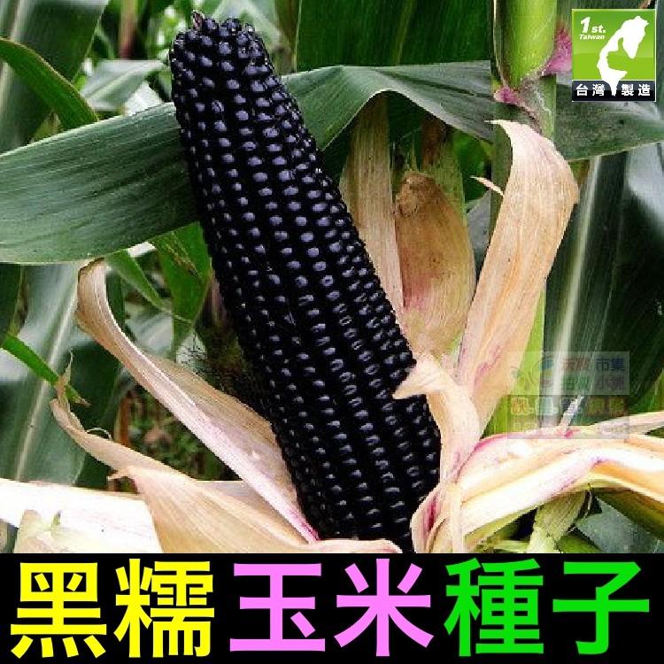 ㊣【我會發芽】黑糯玉米種子 苞穀 富含花青素 水果玉米 易栽好活 陽台盆栽(約12~15粒/包)25元-細節圖2