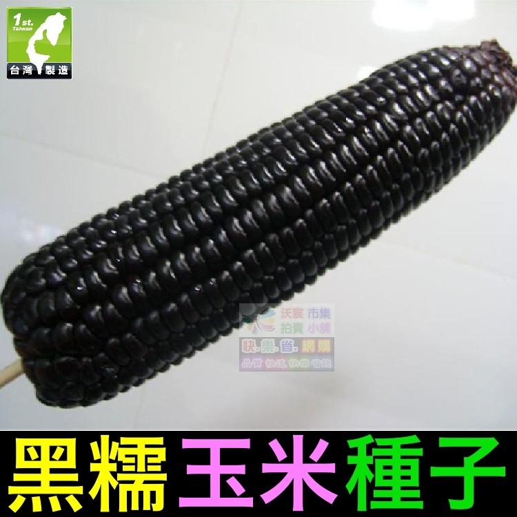 ㊣【我會發芽】黑糯玉米種子 苞穀 富含花青素 水果玉米 易栽好活 陽台盆栽(約12~15粒/包)25元-細節圖4