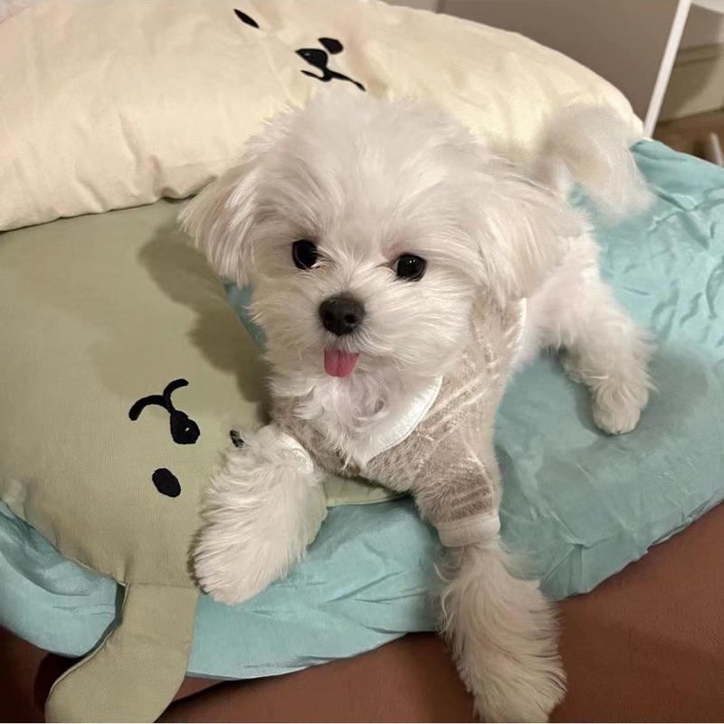 2024年夏季新款韓系涼感睡袋外出寵物推車墊推車墊窩天絲冰絲冰爽墊子空調被韓系外出寵物推車墊保暖柔軟舒適寵物窩貓窩-細節圖3