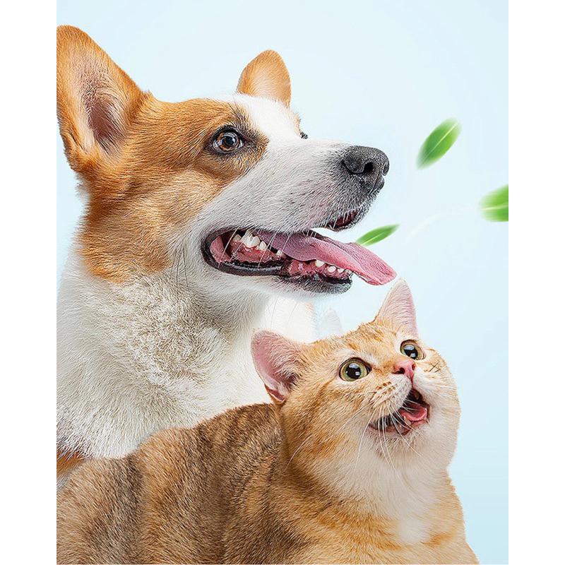 2024年夏季新款三頭牙刷寵物牙刷狗狗貓咪牙刷貓狗口腔清潔用品小型犬軟毛牙刷-細節圖5