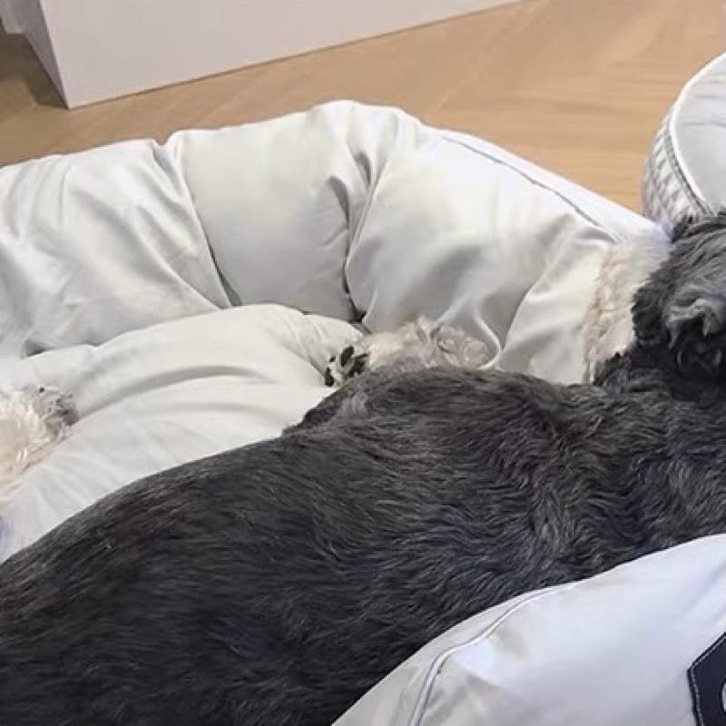 少量現空氣感日系羽棉窩四季通用狗窩貓窩方形寵物睡窩保暖柔軟寵物窩貓懶骨頭睡墊睡床寵物配件生活器材-細節圖8