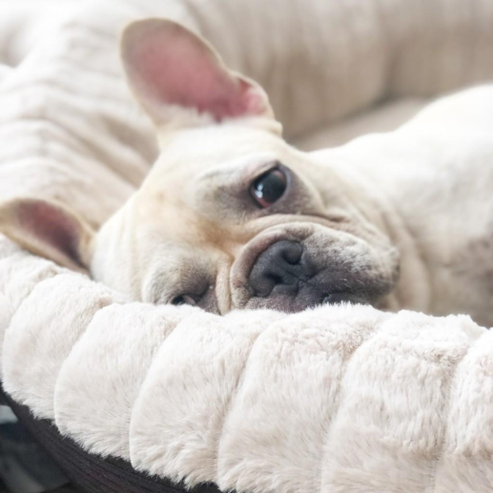 少量現貨超療癒觸感毛絨圓形寵物睡窩秋冬狗窩貓窩狗墊保暖睡墊貓懶骨頭寵物生活器材睡床睡墊-細節圖3