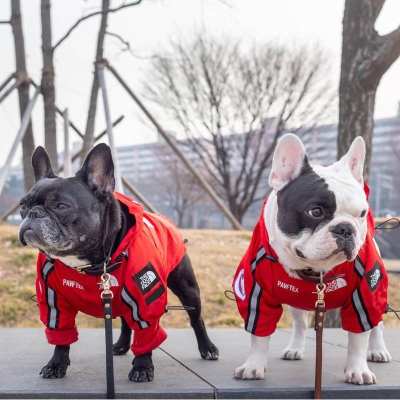 少量現狗狗衝鋒衣防風雨喵家熱銷THEDOGFACE狗狗雨衣小型犬中型犬大型犬寵物雨衣-細節圖6