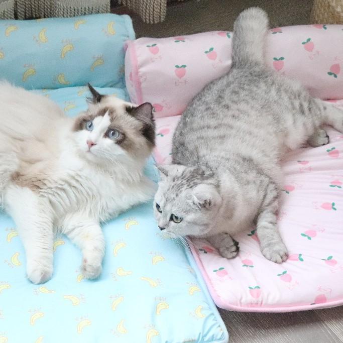 少量現寵物涼感枕墊狗狗涼席夏天涼感下巴墊寵物墊貓窩狗窩寵物睡墊窩墊夏季降溫冰涼墊 冰絲涼感下巴墊寵物睡床-細節圖2