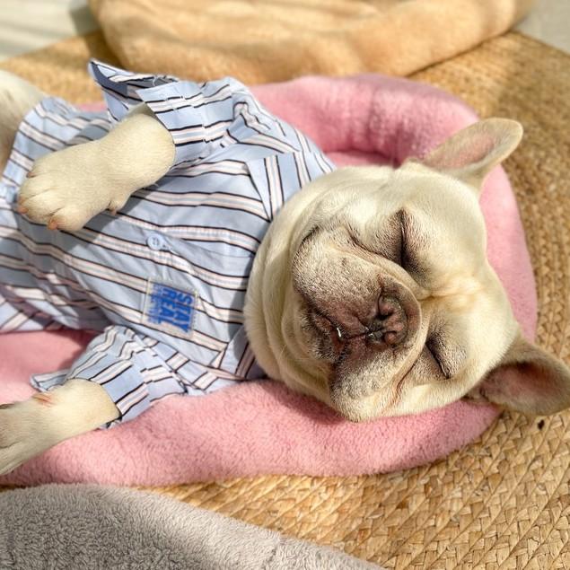 少量現奶貓幼犬墊三色可選喵家熱銷冬天毛絨小窩籠子墊保暖毛墊寵物窩寵物墊寵物睡墊狗窩貓窩-細節圖3