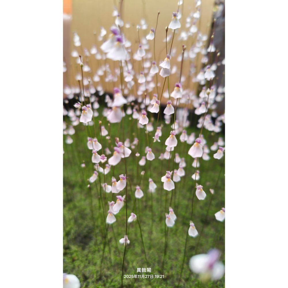 ［異蝕閣］海妖女狸藻（學名：Utricularia parthenopipes）、食蟲植物、療癒盆栽-細節圖2