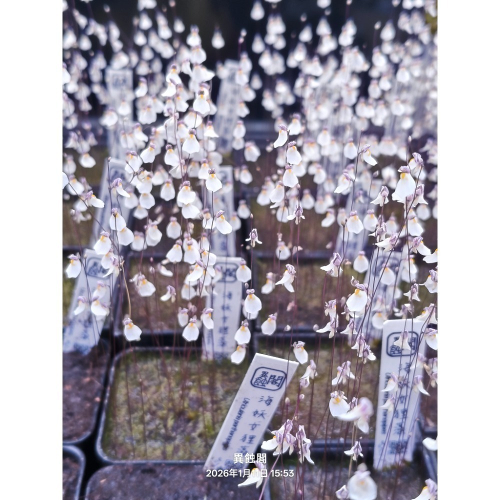 ［異蝕閣］海妖女狸藻（學名：Utricularia parthenopipes）、食蟲植物、療癒盆栽-細節圖3