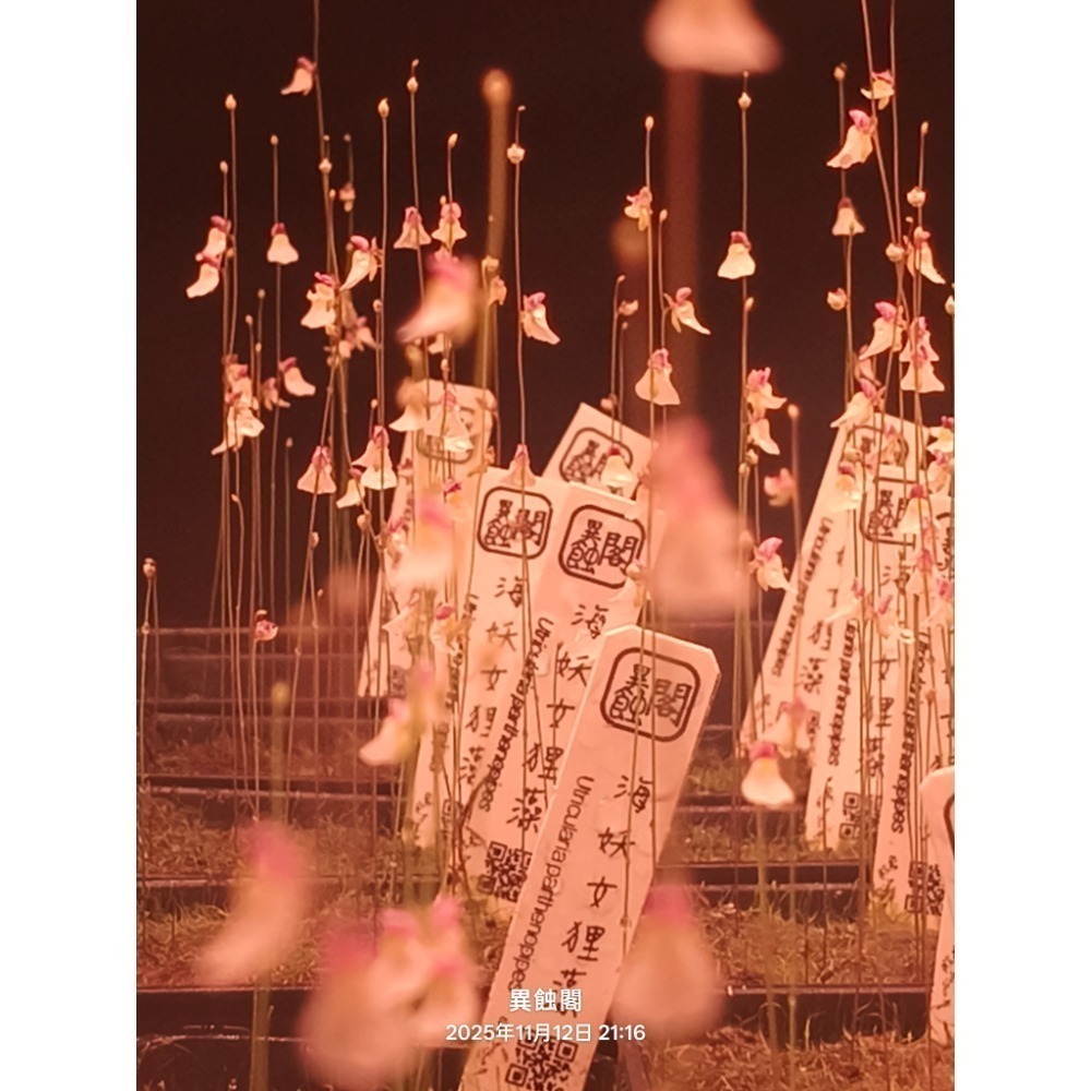 ［異蝕閣］海妖女狸藻（學名：Utricularia parthenopipes）、食蟲植物、療癒盆栽-細節圖4