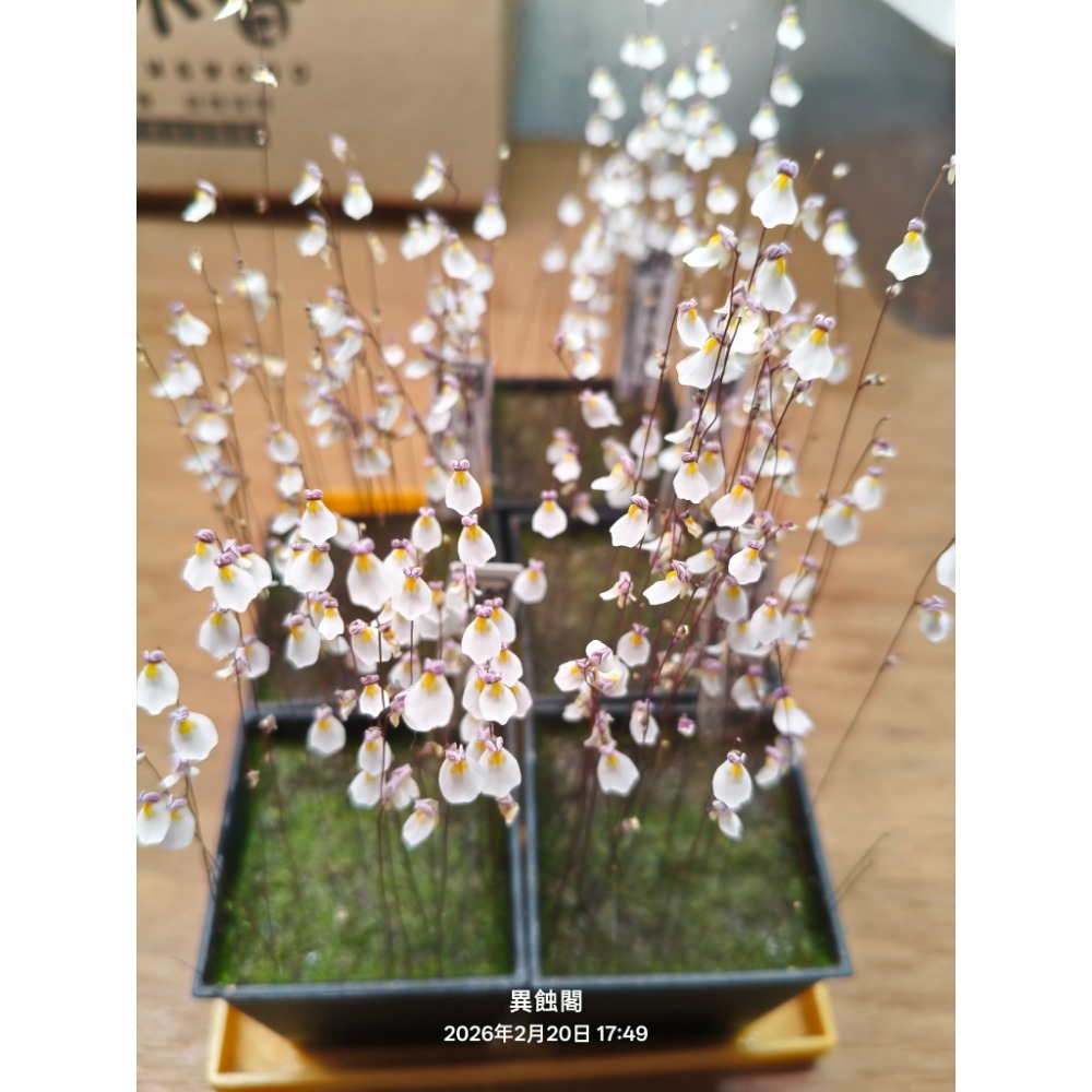 ［異蝕閣］海妖女狸藻（學名：Utricularia parthenopipes）、食蟲植物、療癒盆栽-細節圖6