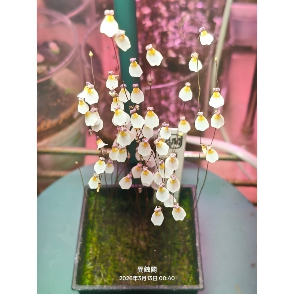 ［異蝕閣］海妖女狸藻（學名：Utricularia parthenopipes）、食蟲植物、療癒盆栽-細節圖5