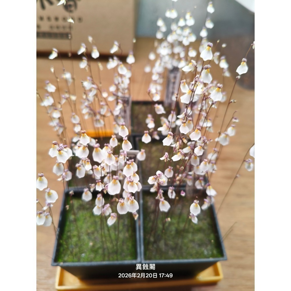 ［異蝕閣］海妖女狸藻（學名：Utricularia parthenopipes）、食蟲植物、療癒盆栽-細節圖6