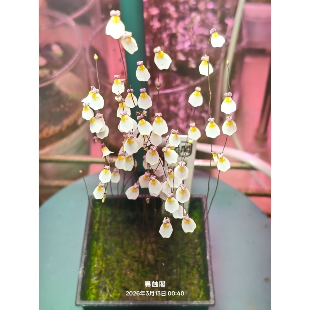 ［異蝕閣］海妖女狸藻（學名：Utricularia parthenopipes）、食蟲植物、療癒盆栽-規格圖6