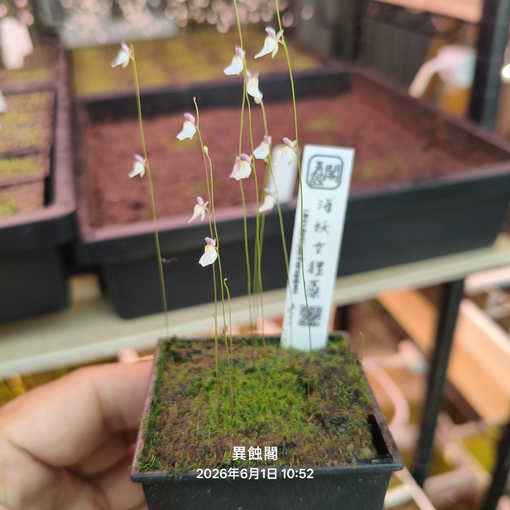 2吋穩盆（爆花）