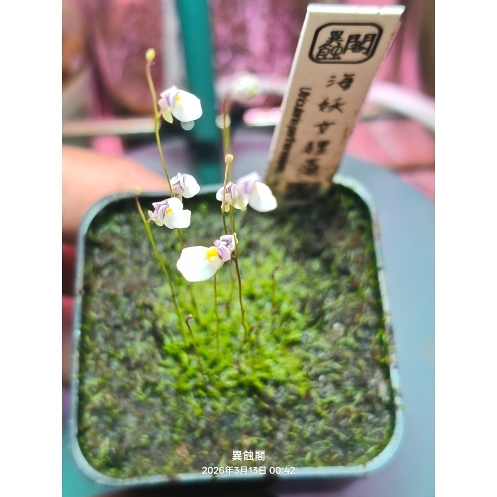 ［異蝕閣］海妖女狸藻（學名：Utricularia parthenopipes）、食蟲植物、療癒盆栽-規格圖6
