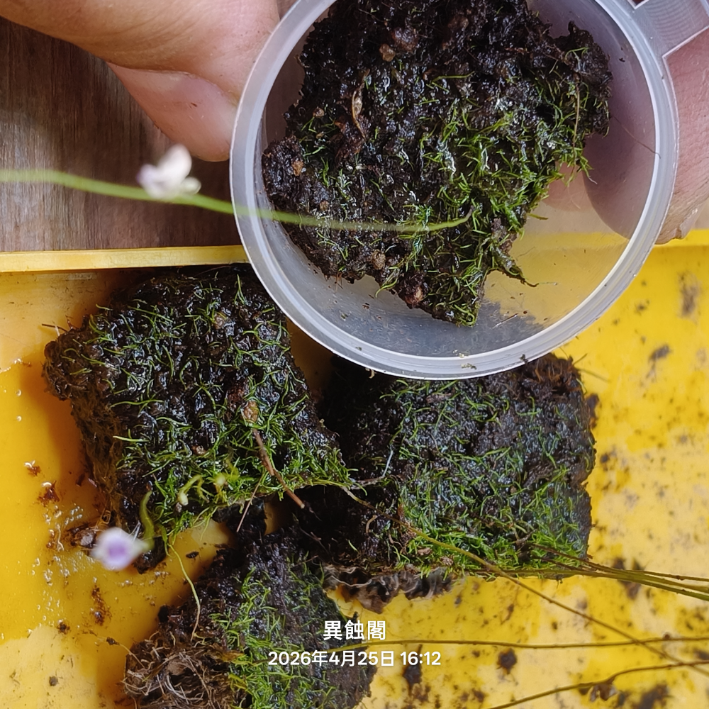 ［異蝕閣］海妖女狸藻（學名：Utricularia parthenopipes）、食蟲植物、療癒盆栽-規格圖6