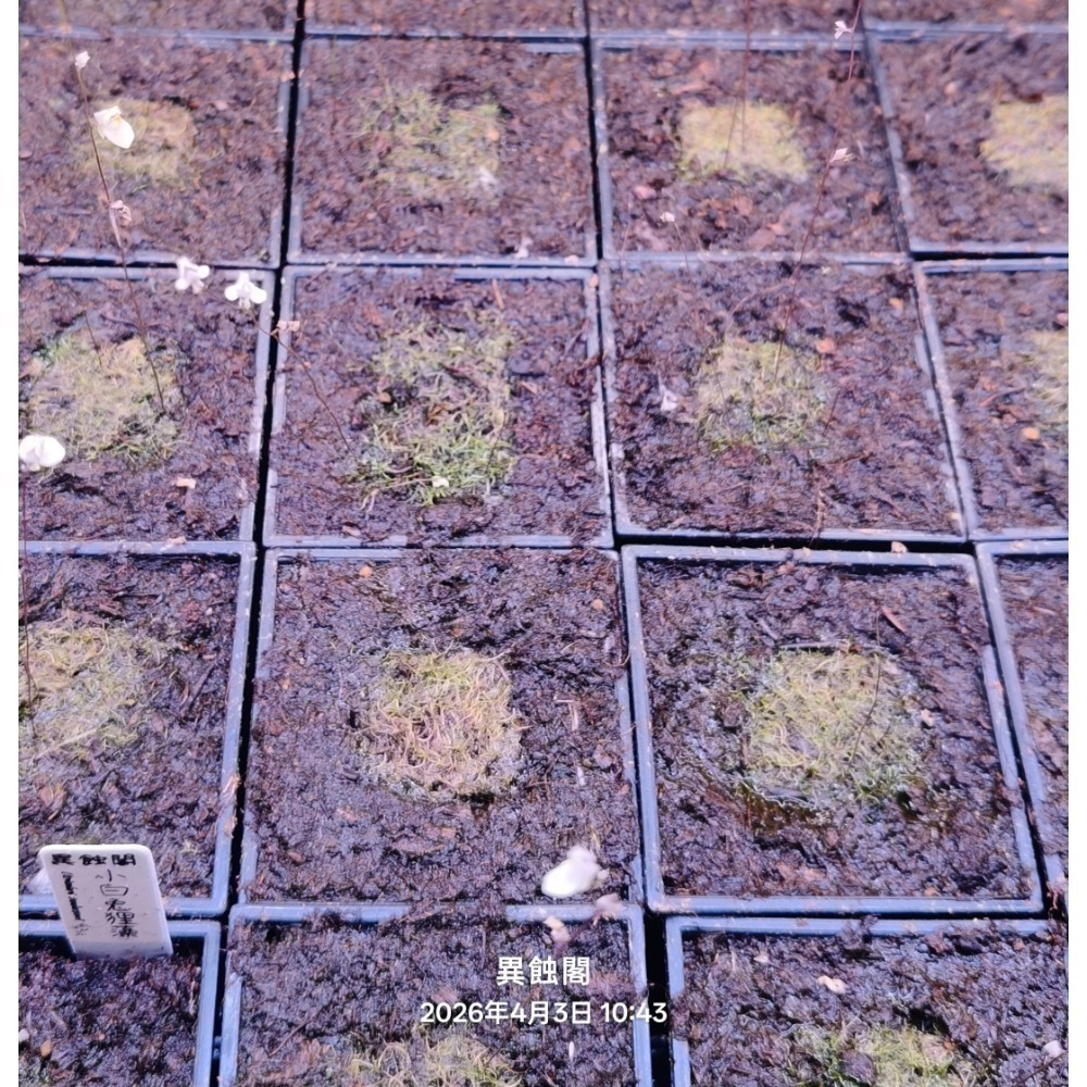 ［異蝕閣］海妖女狸藻（學名：Utricularia parthenopipes）、食蟲植物、療癒盆栽-規格圖6