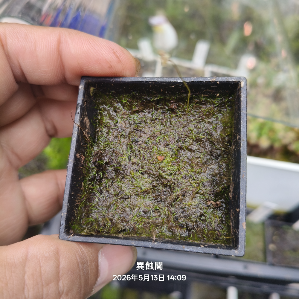 ［異蝕閣］海妖女狸藻（學名：Utricularia parthenopipes）、食蟲植物、療癒盆栽-規格圖6