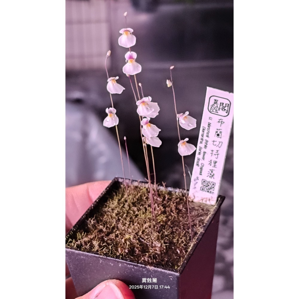 ［異蝕閣］布蘭切特狸藻-寬白花（學名：Utricularia blanchetii）、布朗歇狸藻、食蟲植物、狸藻-細節圖3