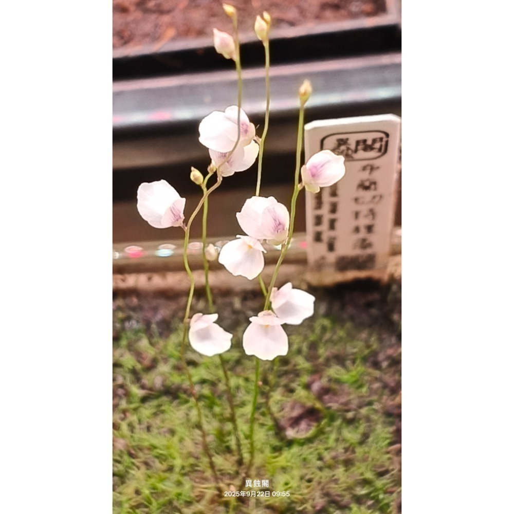 ［異蝕閣］布蘭切特狸藻-寬白花（學名：Utricularia blanchetii）、布朗歇狸藻、食蟲植物、狸藻-細節圖4