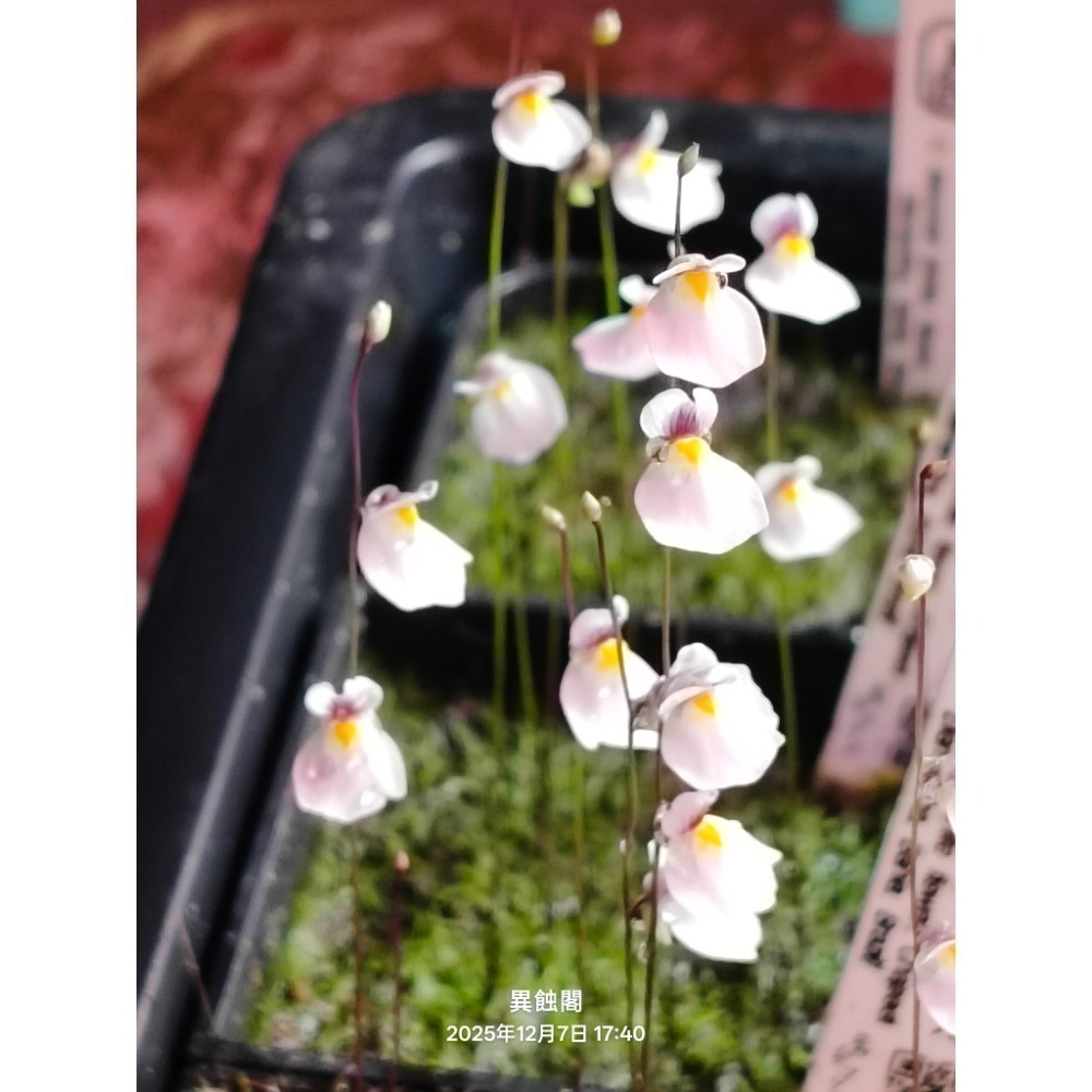 ［異蝕閣］布蘭切特狸藻-寬白花（學名：Utricularia blanchetii）、布朗歇狸藻、食蟲植物、狸藻-規格圖4