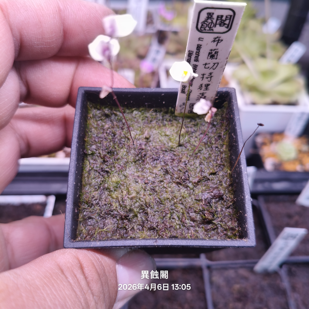2吋穩盆