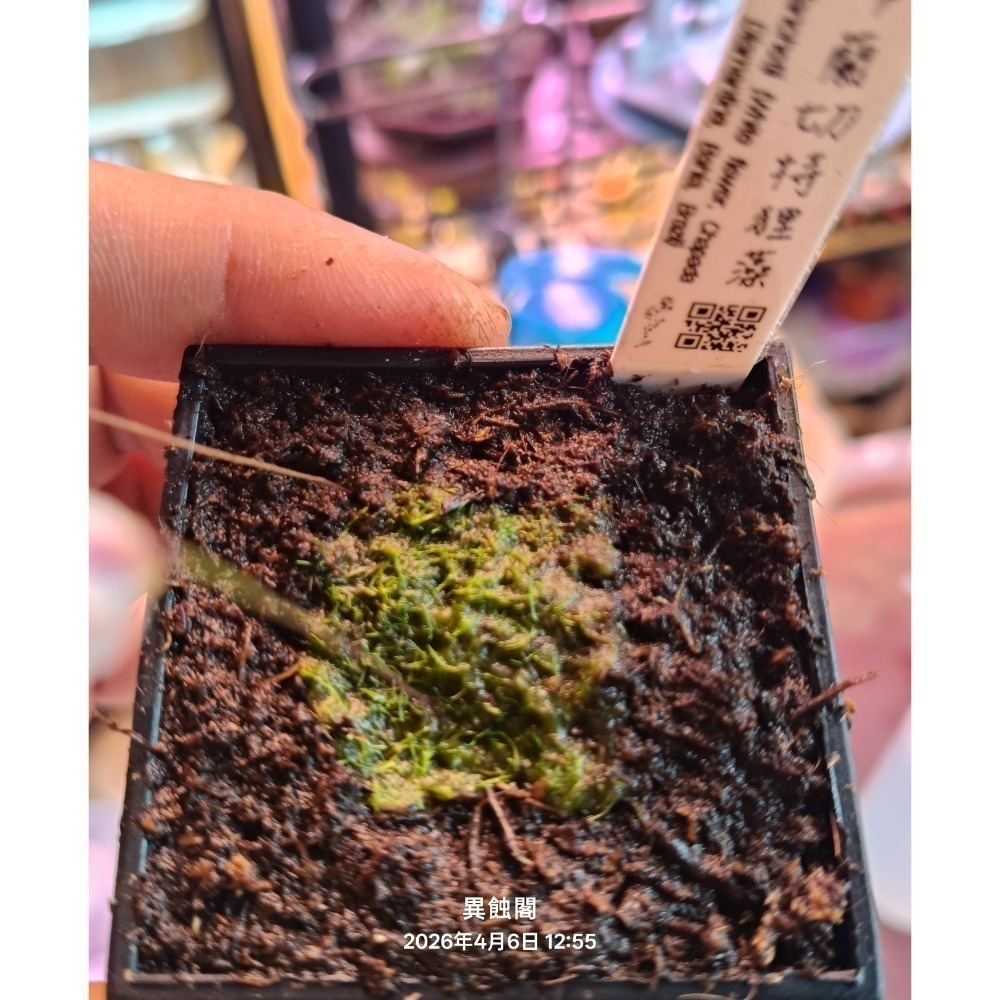 ［異蝕閣］布蘭切特狸藻-寬白花（學名：Utricularia blanchetii）、布朗歇狸藻、食蟲植物、狸藻-規格圖4