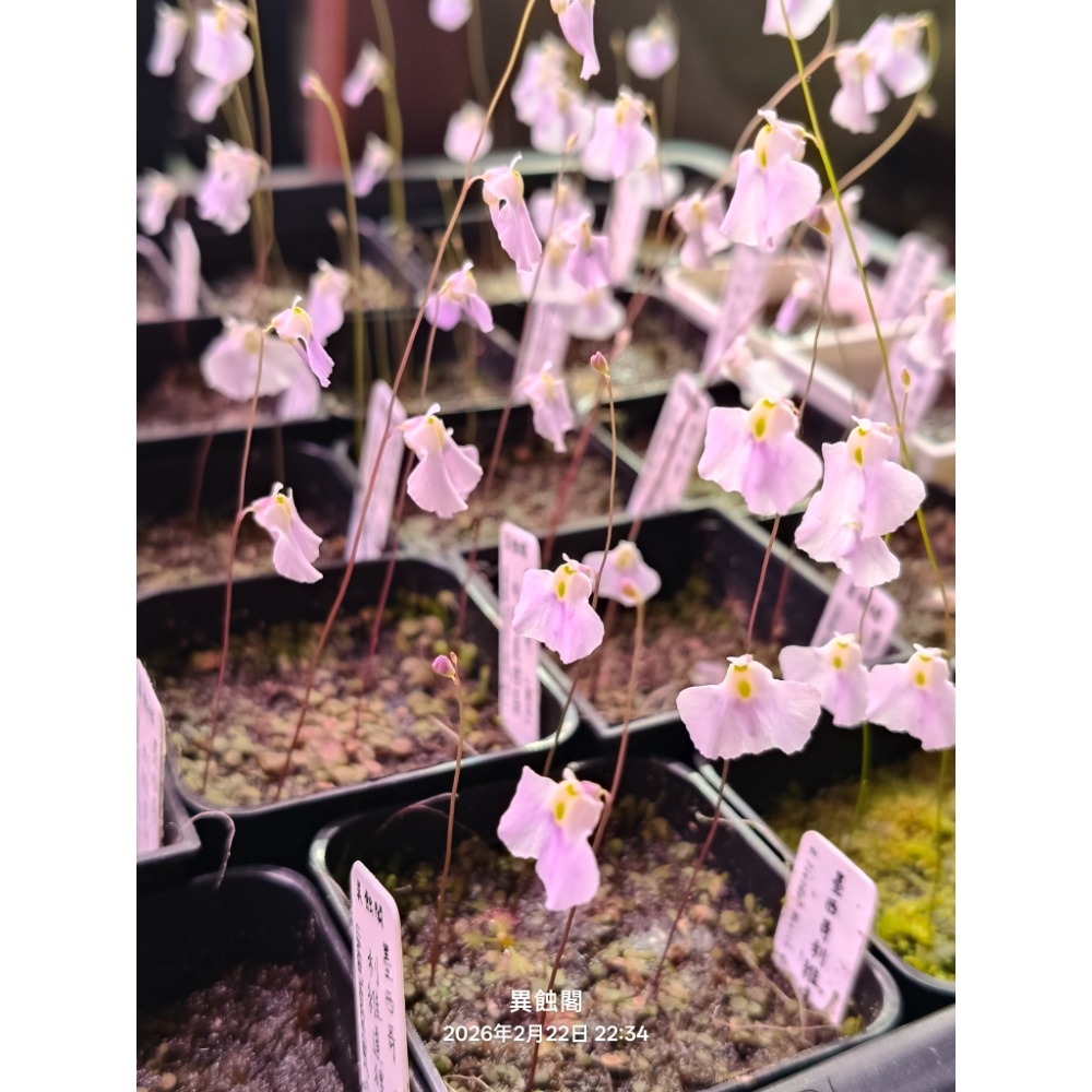 ［異蝕閣］墨西哥利維達狸藻（學名：U.livida ”Mexico Giant“）、蝕蟲植物-細節圖2