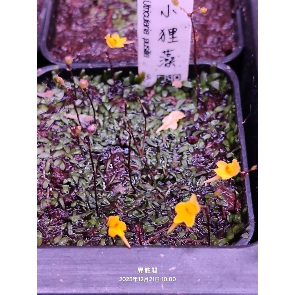 ［異蝕閣］稀有狸藻裁切專區（2×2公分裁切塊）、食蟲植物-細節圖3