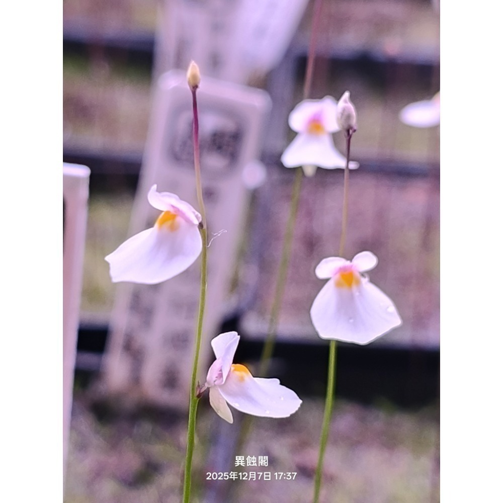 ［異蝕閣］稀有狸藻裁切專區（2×2公分裁切塊）、食蟲植物-細節圖4