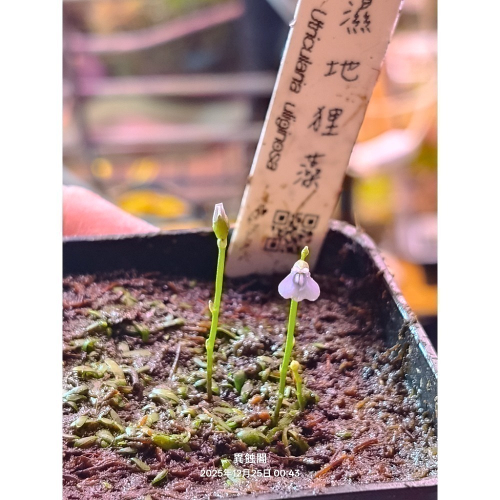 ［異蝕閣］稀有狸藻裁切專區（2×2公分裁切塊）、食蟲植物-細節圖5