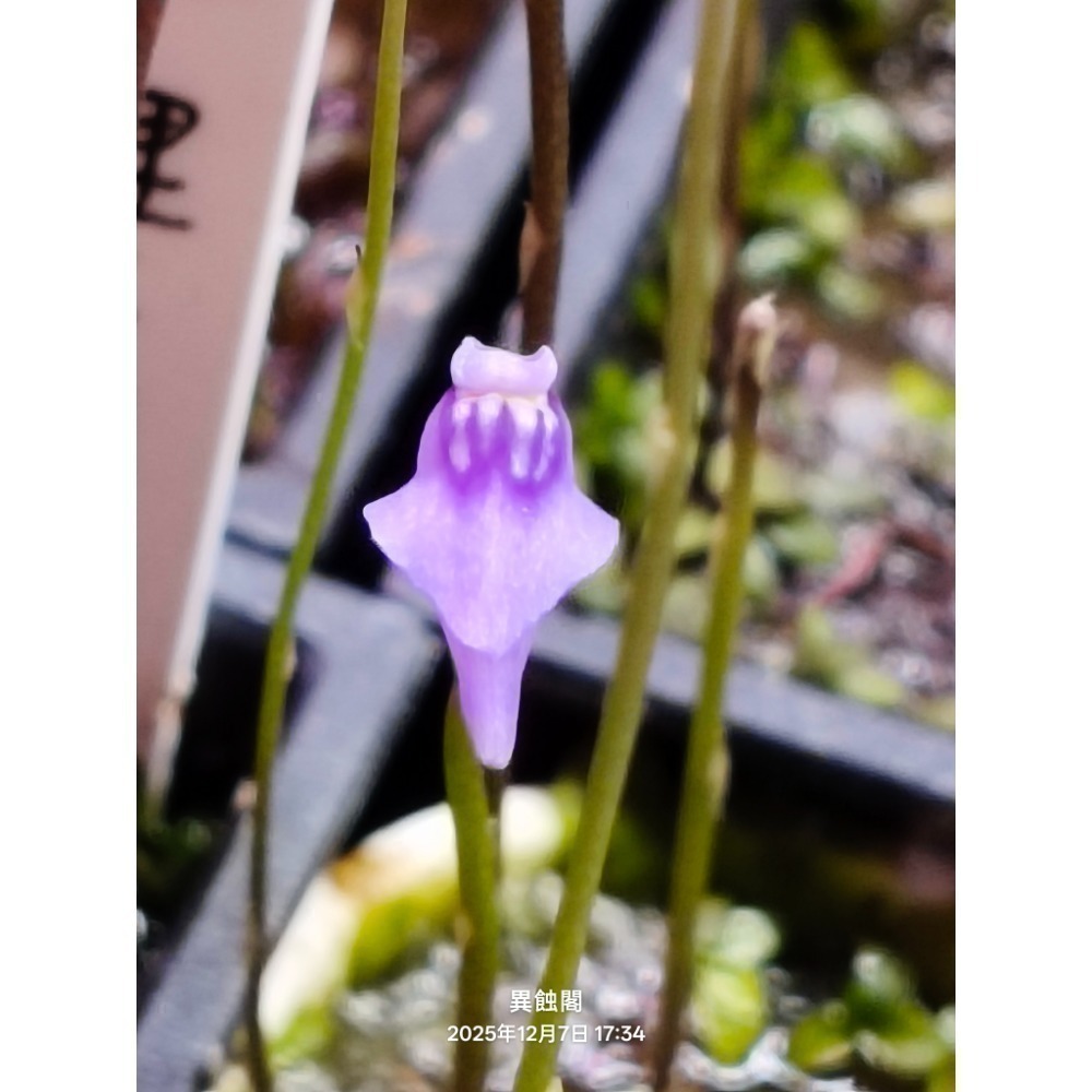 ［異蝕閣］稀有狸藻裁切專區（2×2公分裁切塊）、食蟲植物-細節圖6