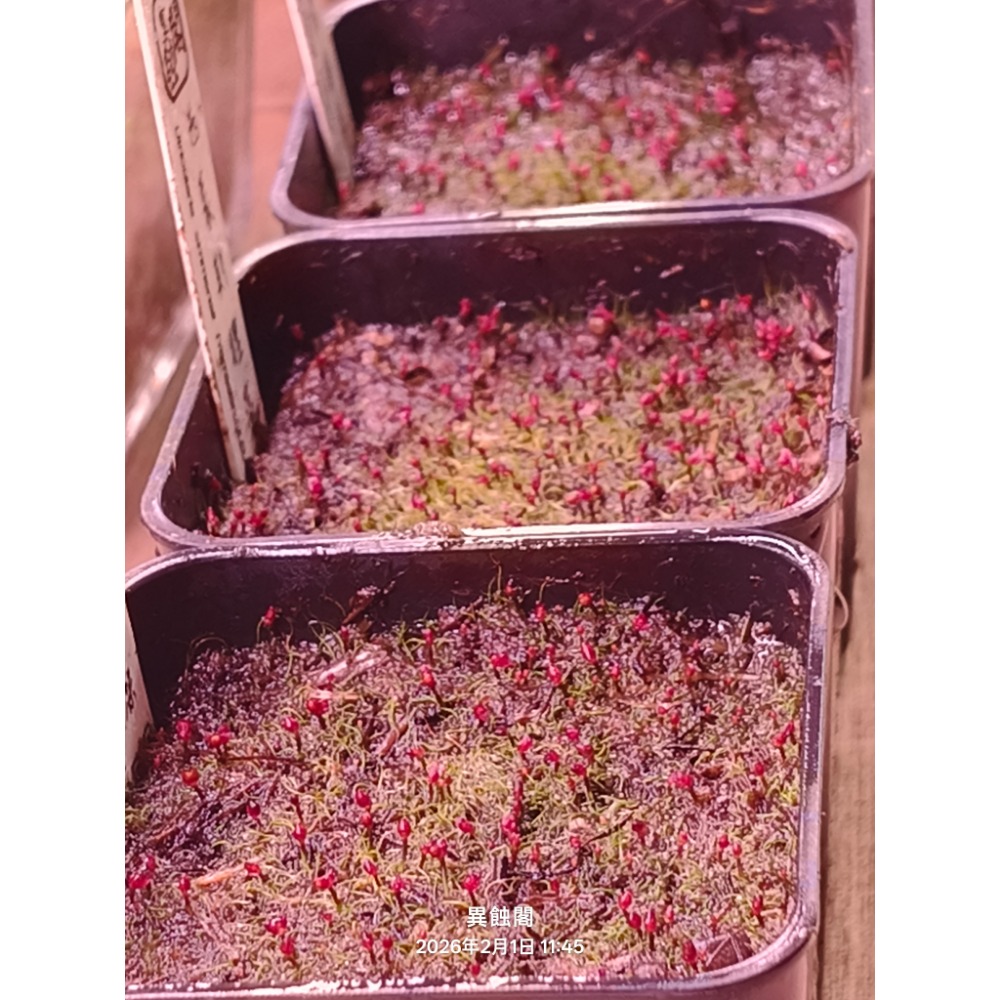 ［異蝕閣］稀有狸藻裁切專區（2×2公分裁切塊）、食蟲植物-規格圖6