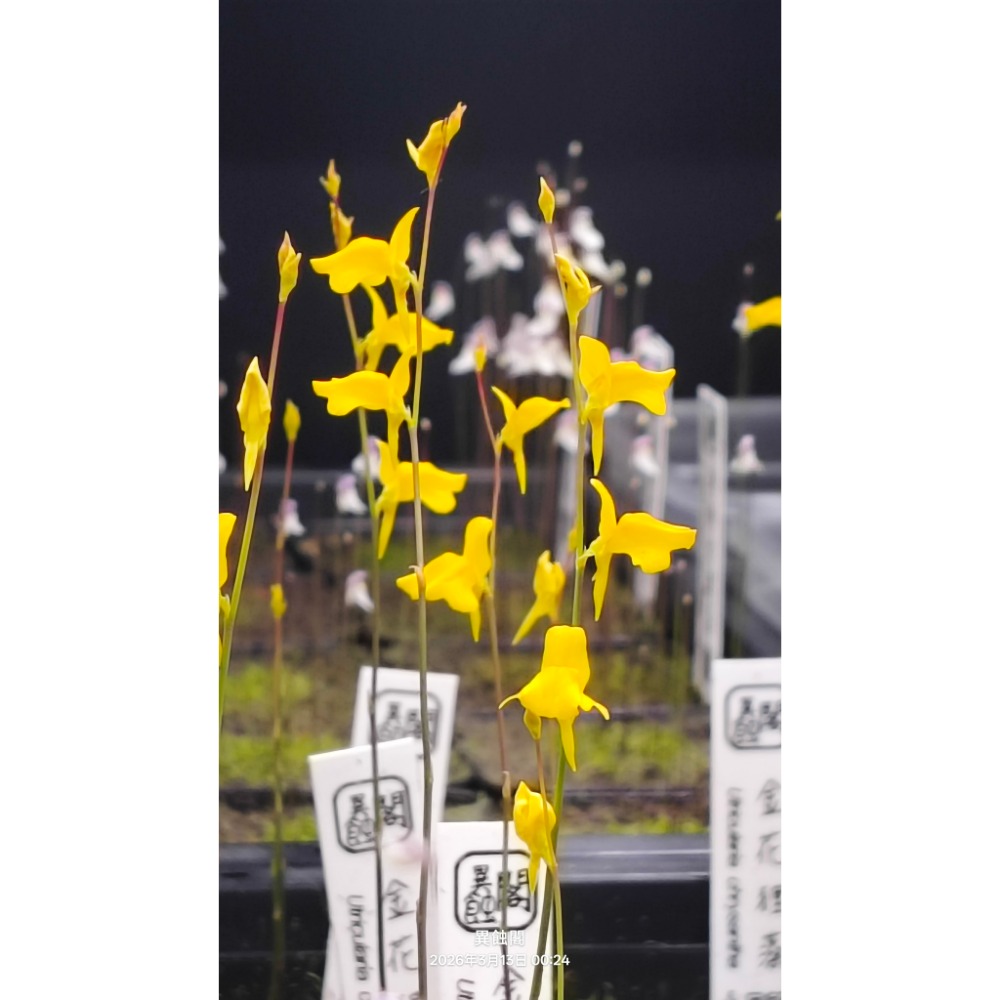 ［異蝕閣］稀有狸藻裁切專區（2×2公分裁切塊）、食蟲植物-規格圖6