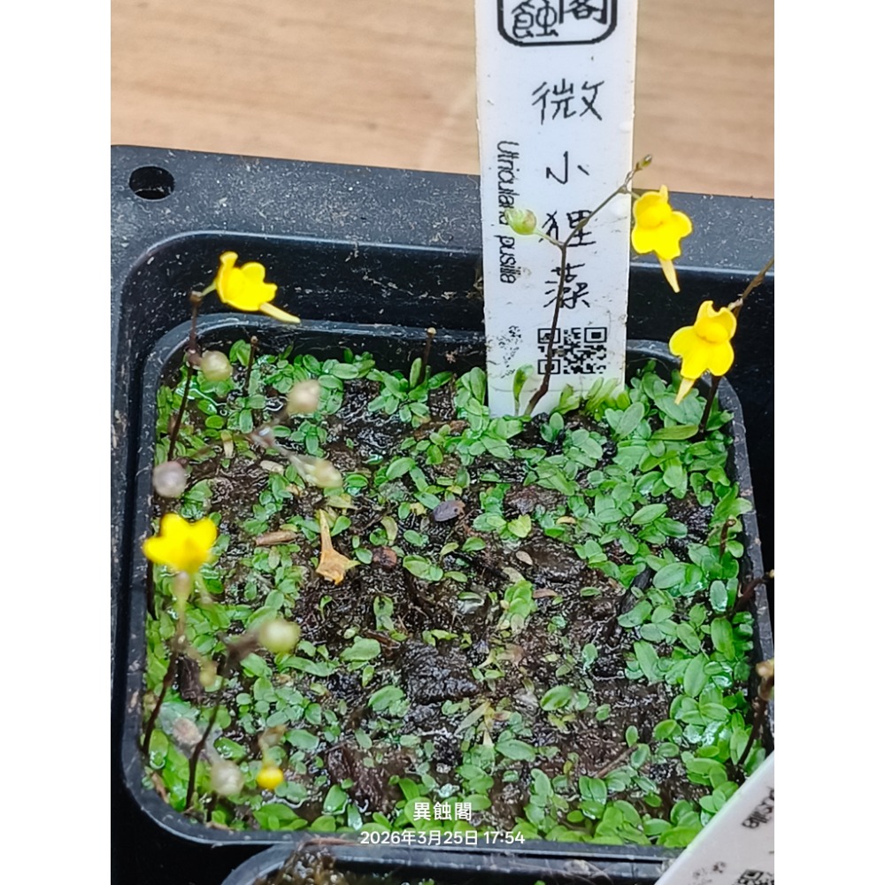 ［異蝕閣］稀有狸藻裁切專區（2×2公分裁切塊）、食蟲植物-規格圖6