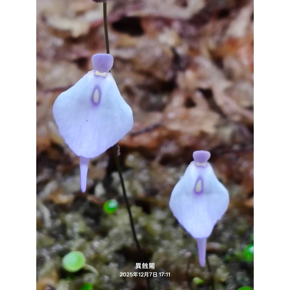 ［異蝕閣］稀有狸藻裁切專區（2×2公分裁切塊）、食蟲植物-規格圖6