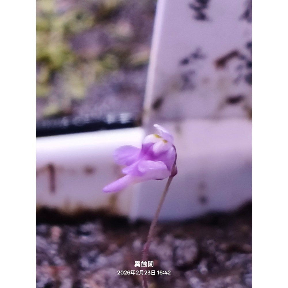 ［異蝕閣］稀有狸藻裁切專區（2×2公分裁切塊）、食蟲植物-規格圖6